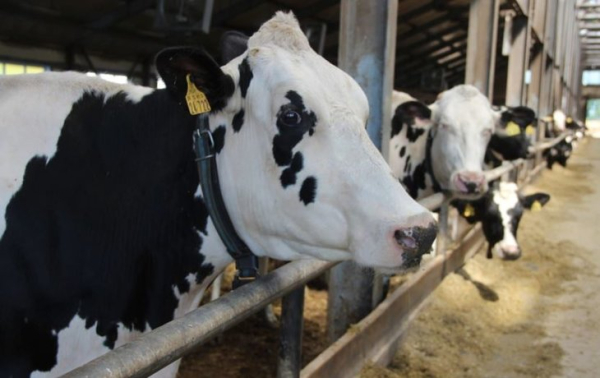 Успехи в животноводстве: надои племенных коров в Башкортостане увеличились на 14%